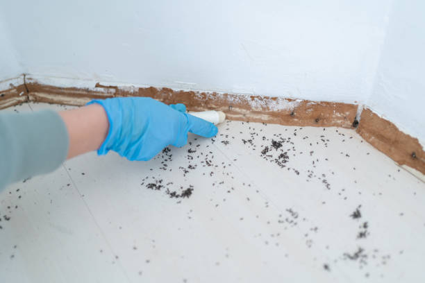 Best Exterminator Services  in Pauls Valley, OK